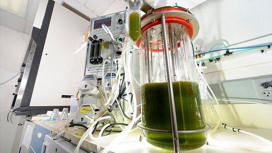 Algae