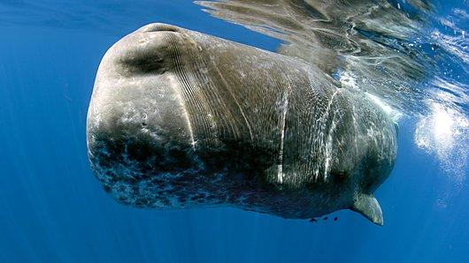 Sperm whale