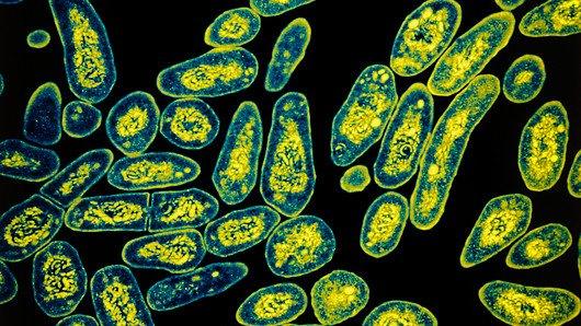Tuberculosis bacteria