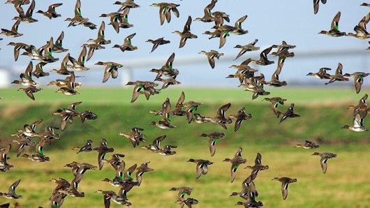 Signs of infection with flu virus have been found in 10 to 50% of common teals