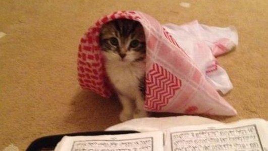 #1in5Muslims post about how a pet cat was forcibly converted to Islam