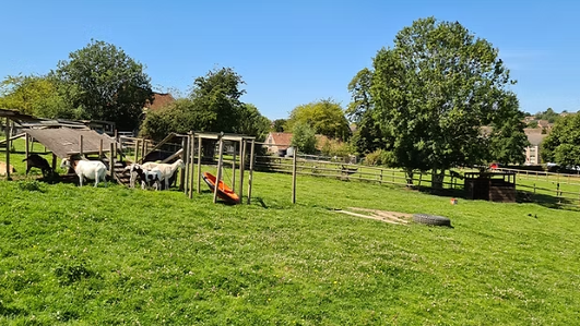 A herd of goats cluster around wooden structures in the middle of a green field.  The field is fenced and there are several mature trees at the edge and farm buildings in the distance. 