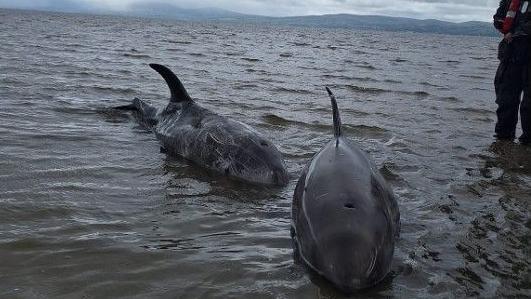 Two dolphins