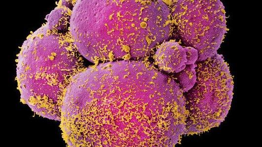 Human embryo at 8-cell stage