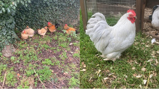 A collage of two images showing Buff Sussex chickens on the left and a Lavender Pekin chicken on the right. In both pictures, the chickens are outside.