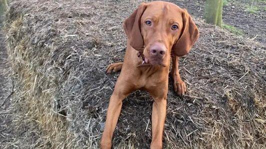 Archie - a brown Hungarian Vizsla dog - sitting on the grass. He is looking directly at the camera.