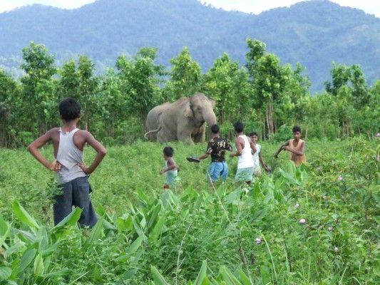 elephants enter a field where children are