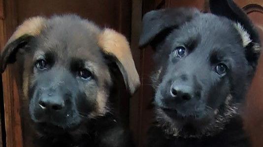 Two German Shepherd puppies - one black and brown, the other black and with a bit of a white. 