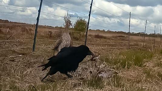 A curlew and a crow with a chick carcass in it's beak, all beside the wires of and electric fence 