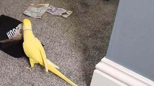 Yellow parrot picking up a £10 note in its beak from the floor with grey carpet near a black baseball cap with a £20 note. 