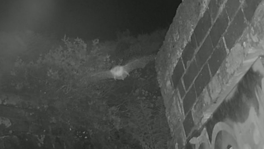 A night vision image of a bat flying close to a brick-built structure