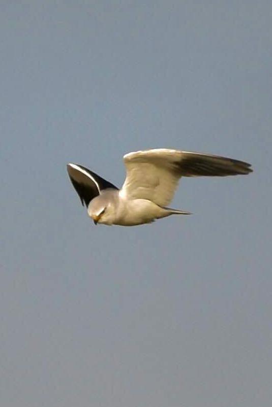 The black-winged kite hovering in the sky. It is white except for the lower half of its wings which are black.