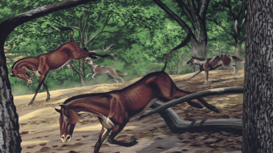 An artistic representation of Mesocyon coryphaeus. 
