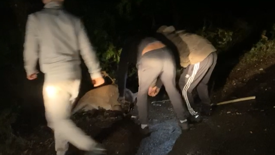 Three men are seen pulling a deer out of a ditch. They are holding it by the antlers. It is night and the men are wearing dark coloured tracksuits.