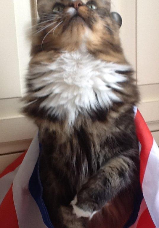 Amanda Eaves took this picture of her cat Dusty in Chigwell Essex whilst watching the TV coverage of trooping the colour. Credit: Amanda Eaves