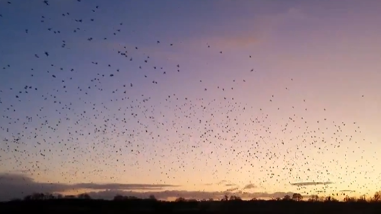 A murmuration of starlings at sunset with a purplish tinge to the sky