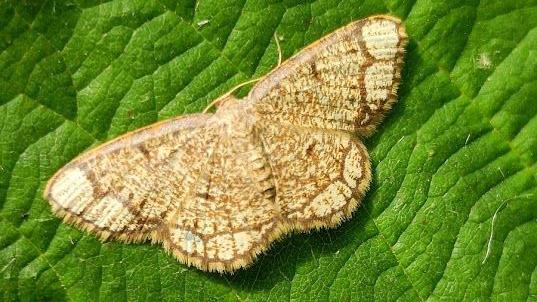 The ringed border moth found in West Sussex