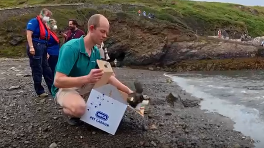 A man bends down on a beach. He is tipping forward a cardboard RSPCA pet carrier box, and a puffin can be seen perching on the box lid, pointing towards the sea