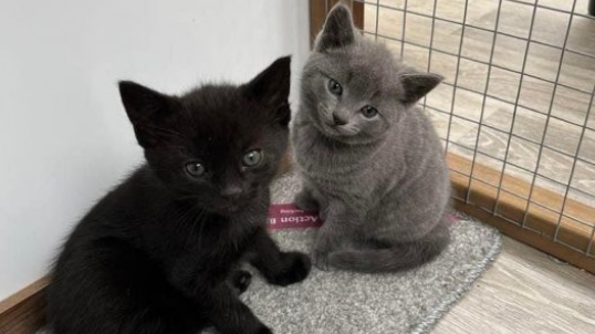 two kittens in enclosure