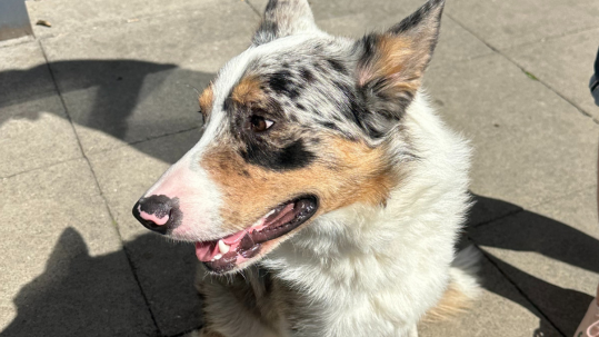 A close up image of a dog called Duke who is about the size of a border collie but has tan and white fur 