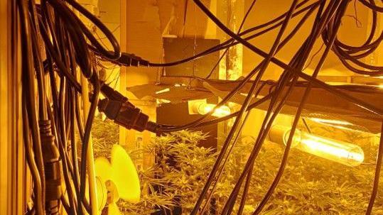 A series of electricity cables, with cannabis plants underneath. There are yellow lights attached to makeshift structures above the plants.