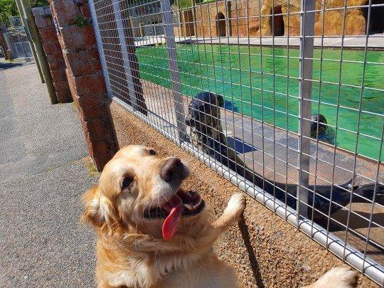 dog-looking-through-the-fence-at-a-seal