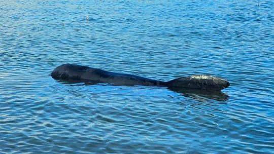 Pilot whale in the water