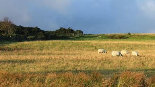 Four sheep in a field with golden-tinged grass, and small trees and scrub in the background 