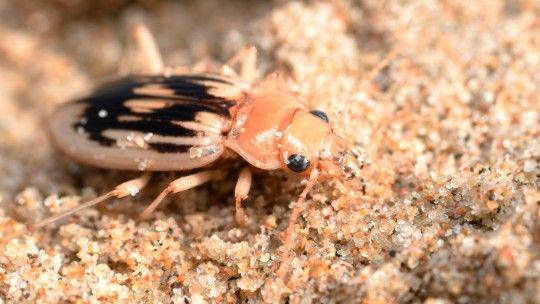 Black and sandy coloured beetle on the sand