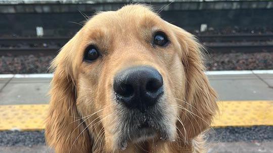 Anne the guide dog in harness at the train station 