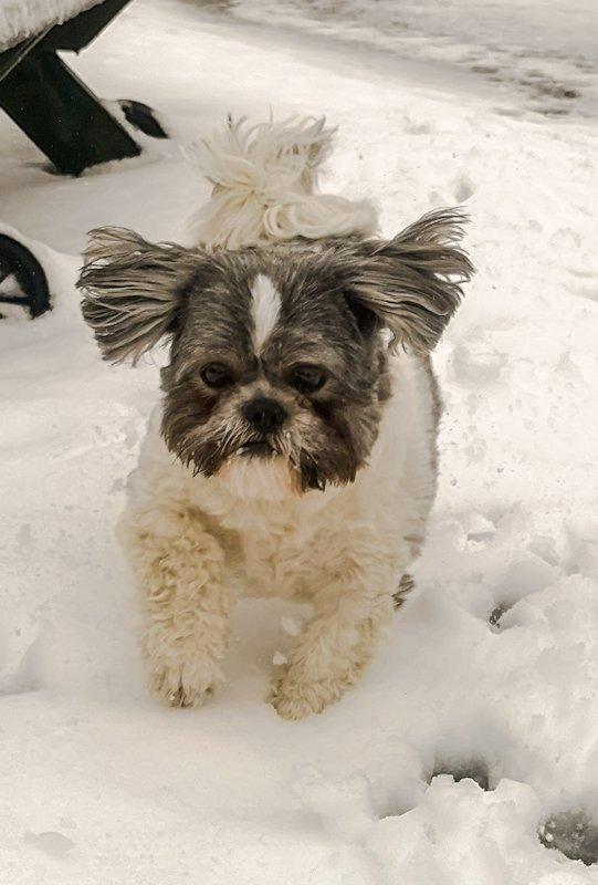 Dog runs through snow