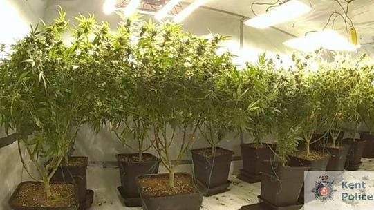 Cannabis cultivation