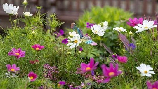 Hot pink and white daisies among green shrubs