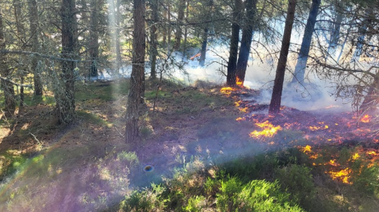 A fire spreading through undergrowth in a woodland with white smoke visible too.