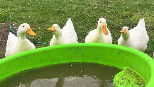 Four ducks lined up next to a paddling pool full of water which is green. The ducks are white with yellow beaks