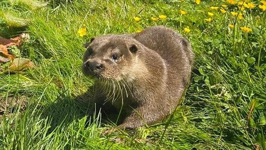 Dòbhran the otter in a grassy field with yellow flowers