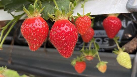 Strawberries being grown in a polytunnel at Lower Ladysden Farm in Goudhurst