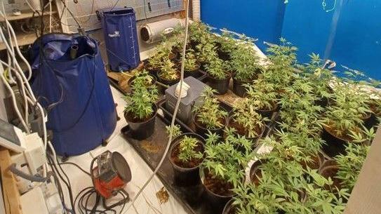 Cannabis plants growing in black pots are on the floor and there are electrical wires hanging down from the lights above.