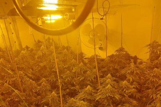 Cannabis plants at various heights are growing up canes underneath a yellow light and there is a fan on the wall of the room.