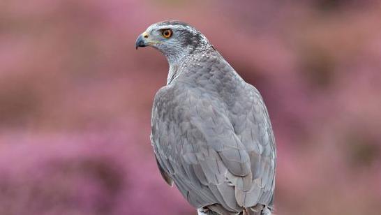 Northern Goshawk adult female perched