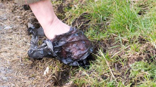 A hand covered by a black plastic bag picking up dog mess by the side of a grass verge