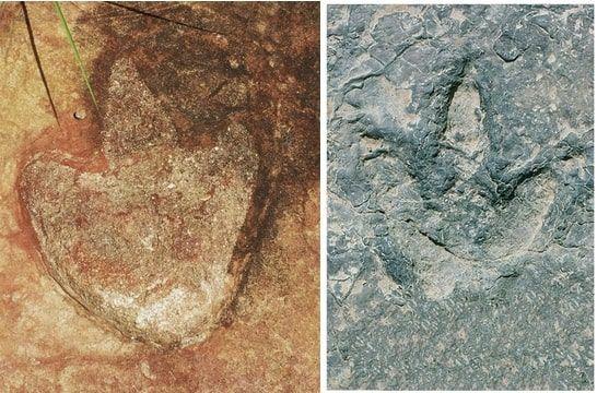 the picture shows two images of dinosaur footprints taken in different countries. 