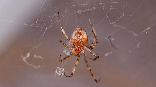 Shot of a small brown-coloured house spider in a web with a blurred background