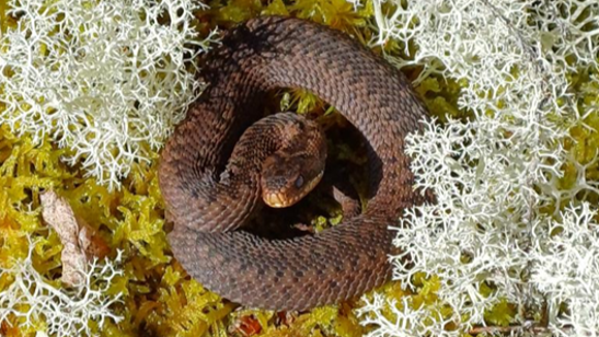 An adder curled up tightly with brown scales, lying on white and green lichen.