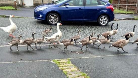 Geese crossing the road