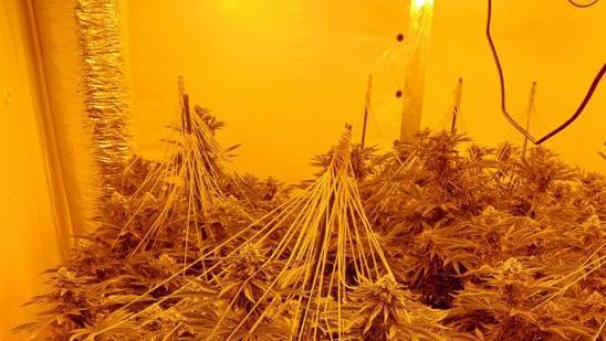 Cannabis plants are seen growing under lights with an electrical wire visible above.