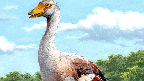 Artist illustration of extinct goose