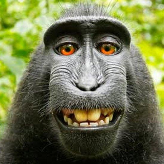 Selfie taken by macaque money in Indonesia in 2011