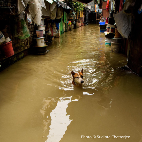 flooding-dog-swimming.