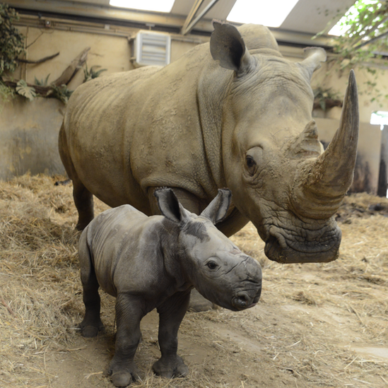 White baby rhino with mother